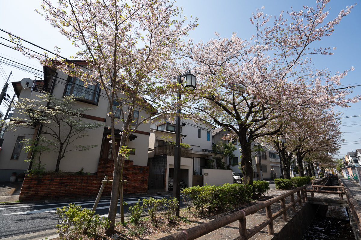 洗足池駅からザ・パークハウス東雪谷までの道のりにある桜並木