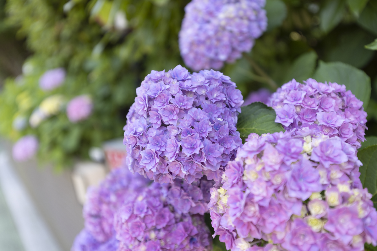 フリート湘南の外観（紫陽花）